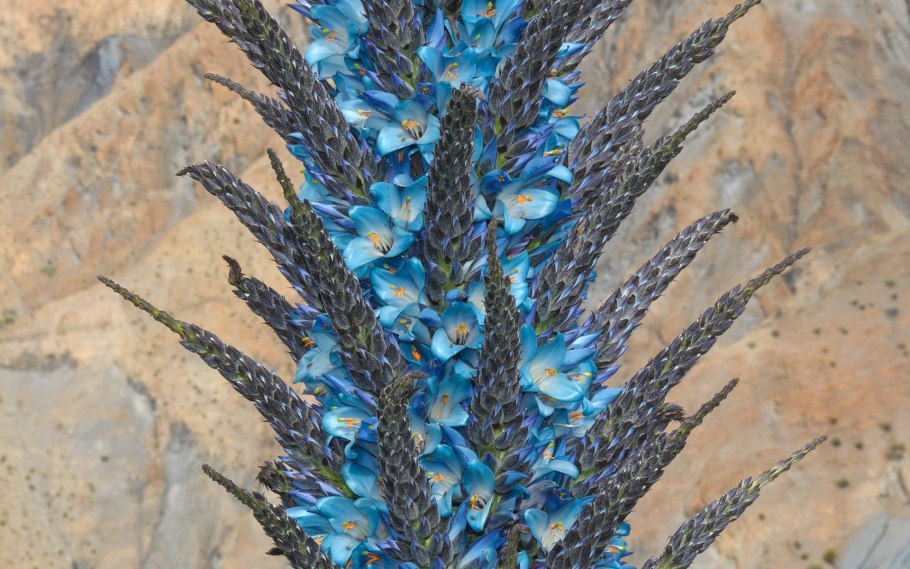 Пуйя Раймонда (Puya raimondii)