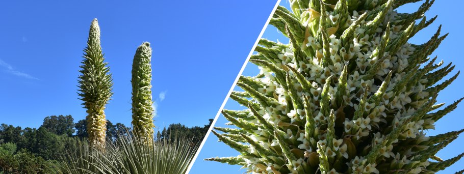 Пуйя ПИТКЕРНИЯ