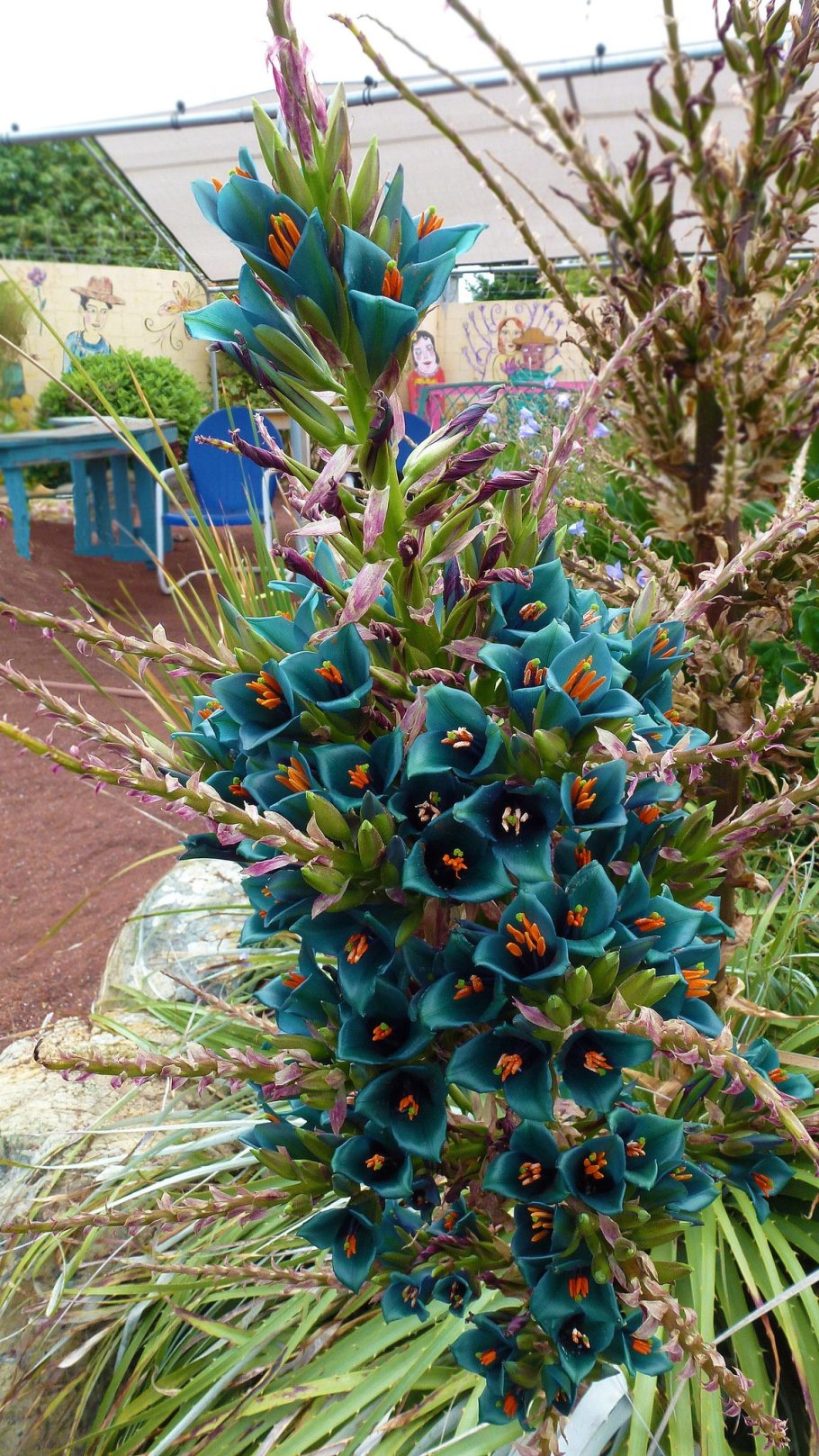 Пуйя Бертерони Puya berteroniana