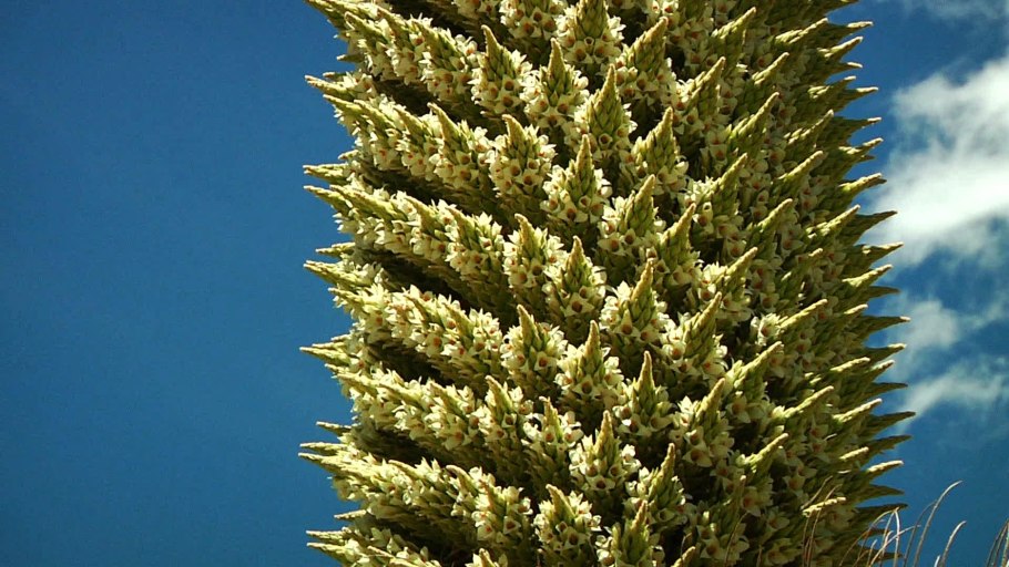 Пуйя Раймонди