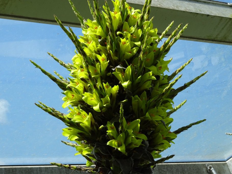 Пуйя Раймонди