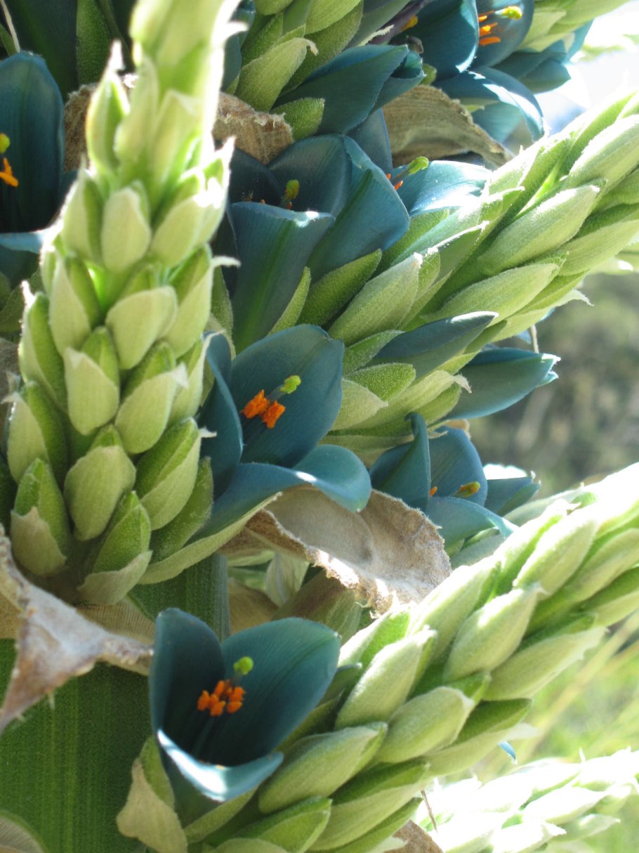 Пуйя альпестрис