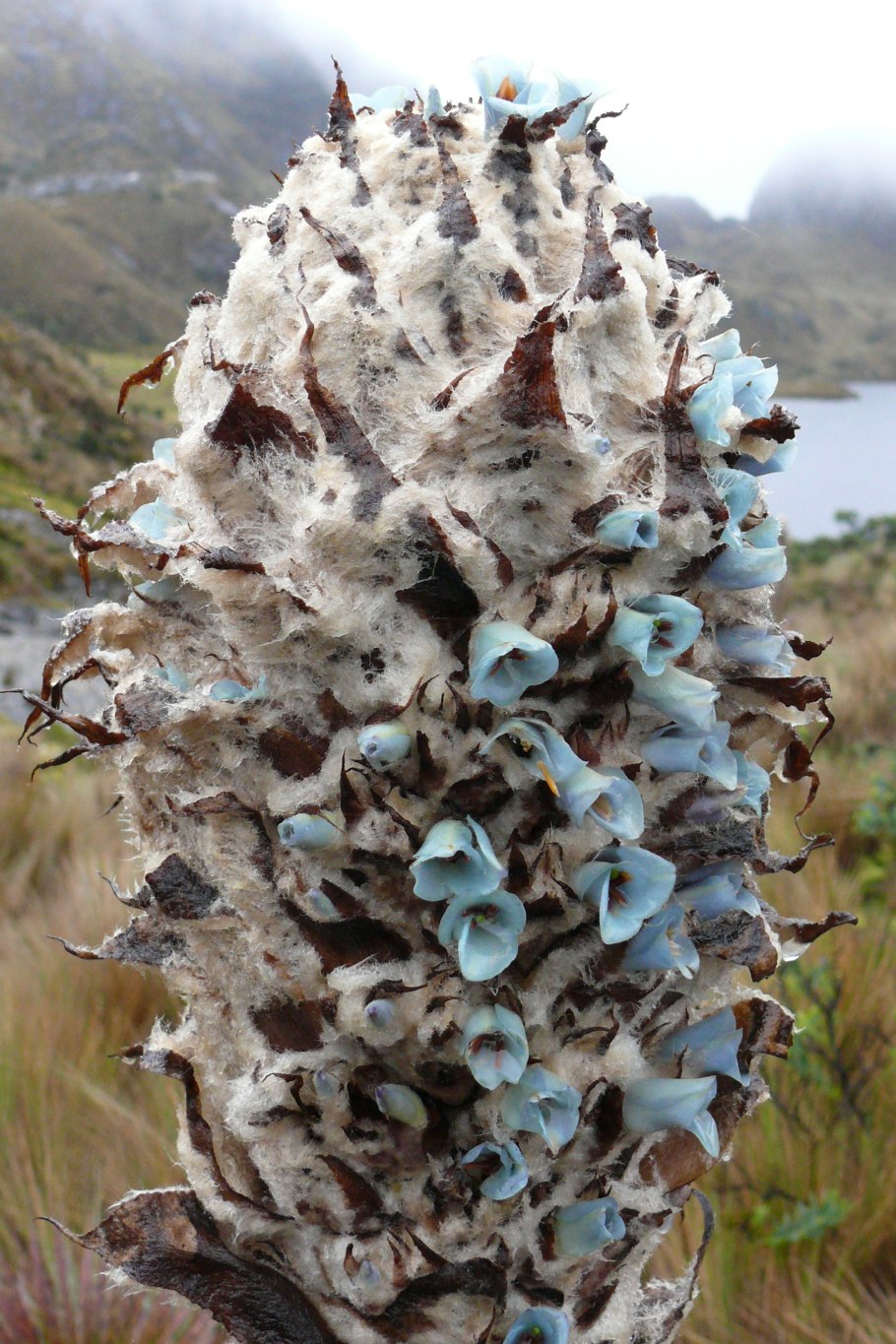 1.5.1 Пуйя Раймонда