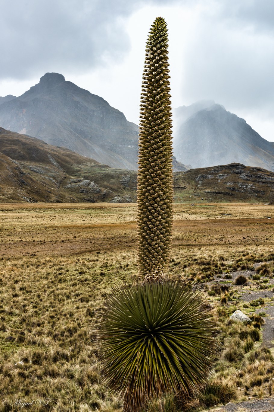 Голубая Пуйя