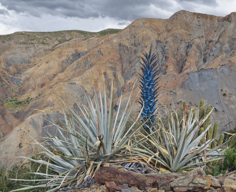 1.5.1 Пуйя Раймонда