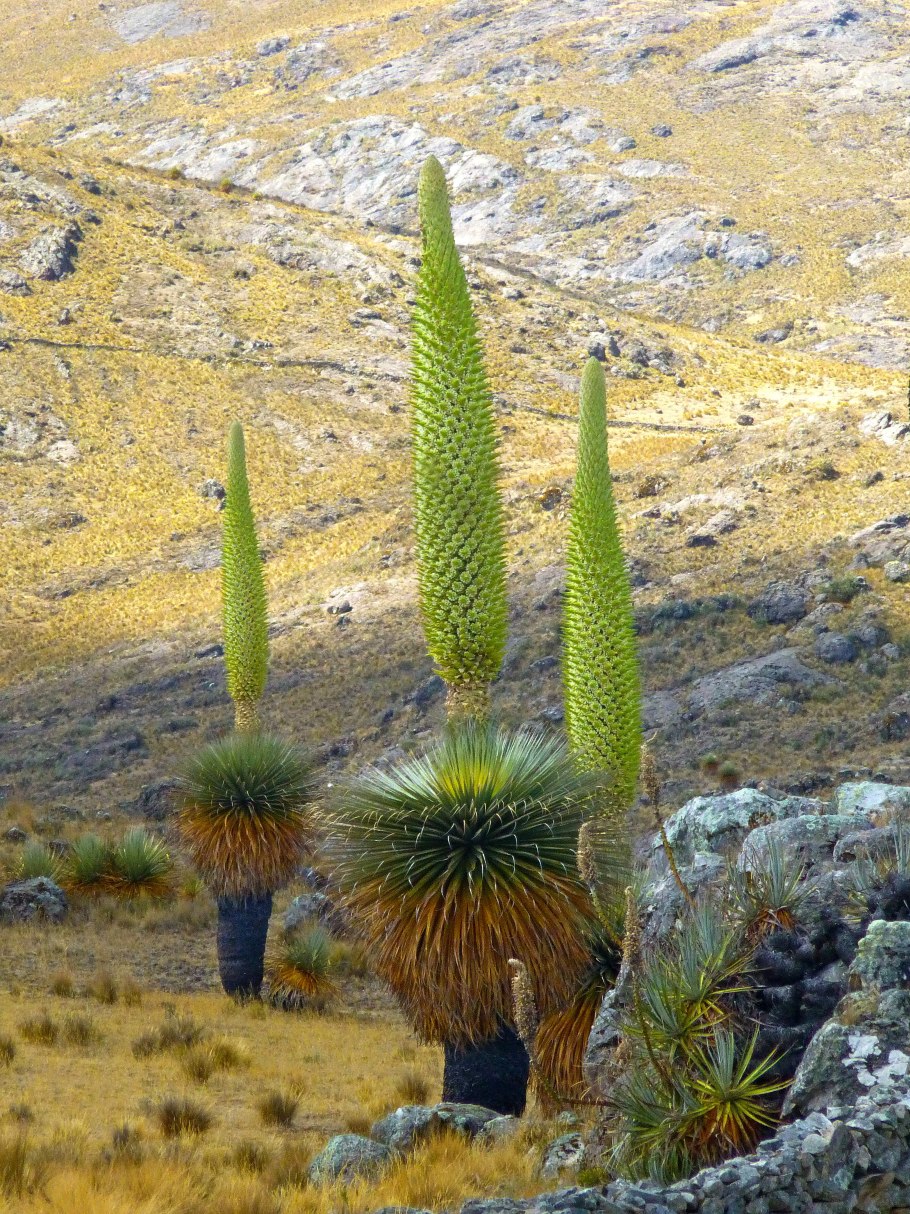 Пуйя Раймонди растение