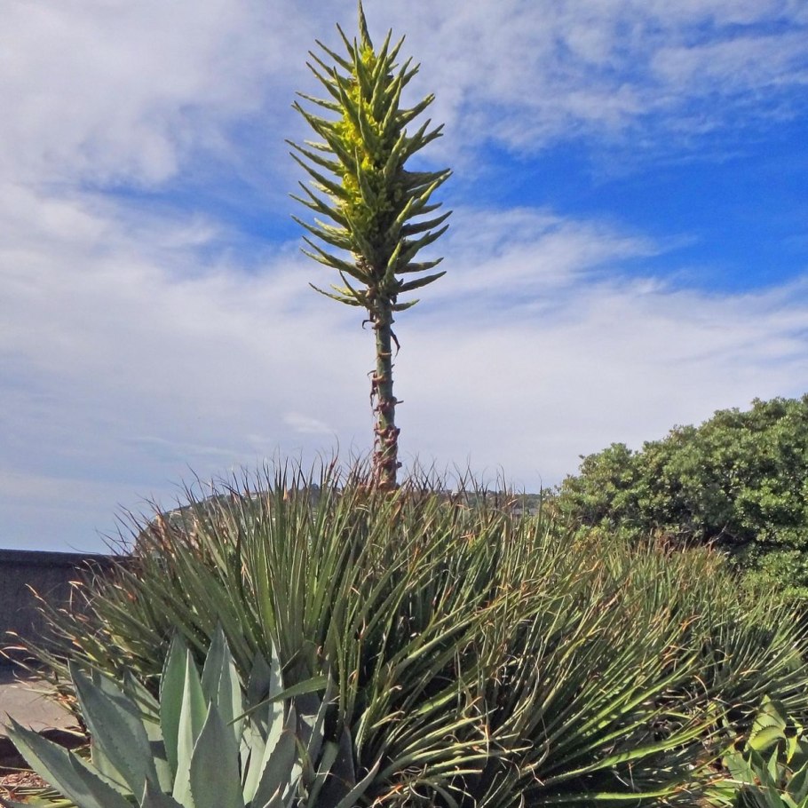 Пуйя Венуста