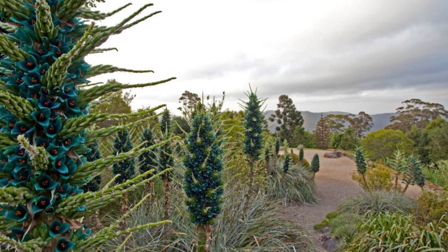 Пуйя альпестрис