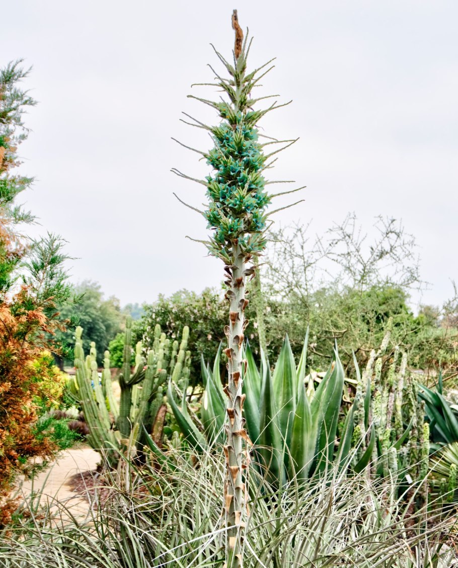 Пуйя Чилийская