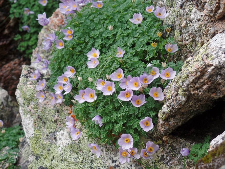 Лжеводосбор мелколистный