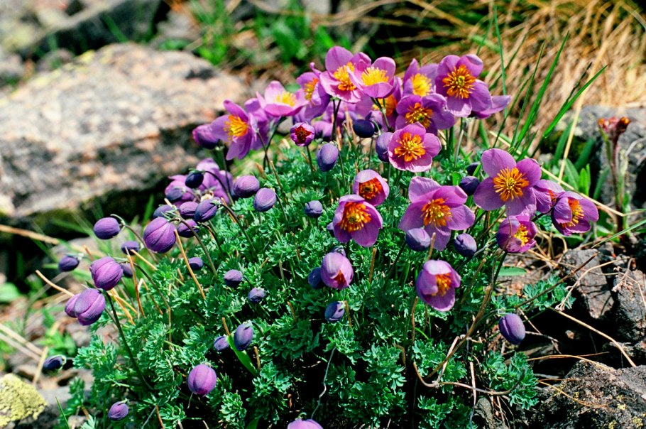 Paraquilegia caespitosa