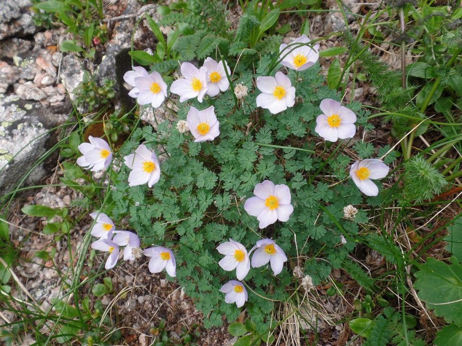 Paraquilegia microphylla