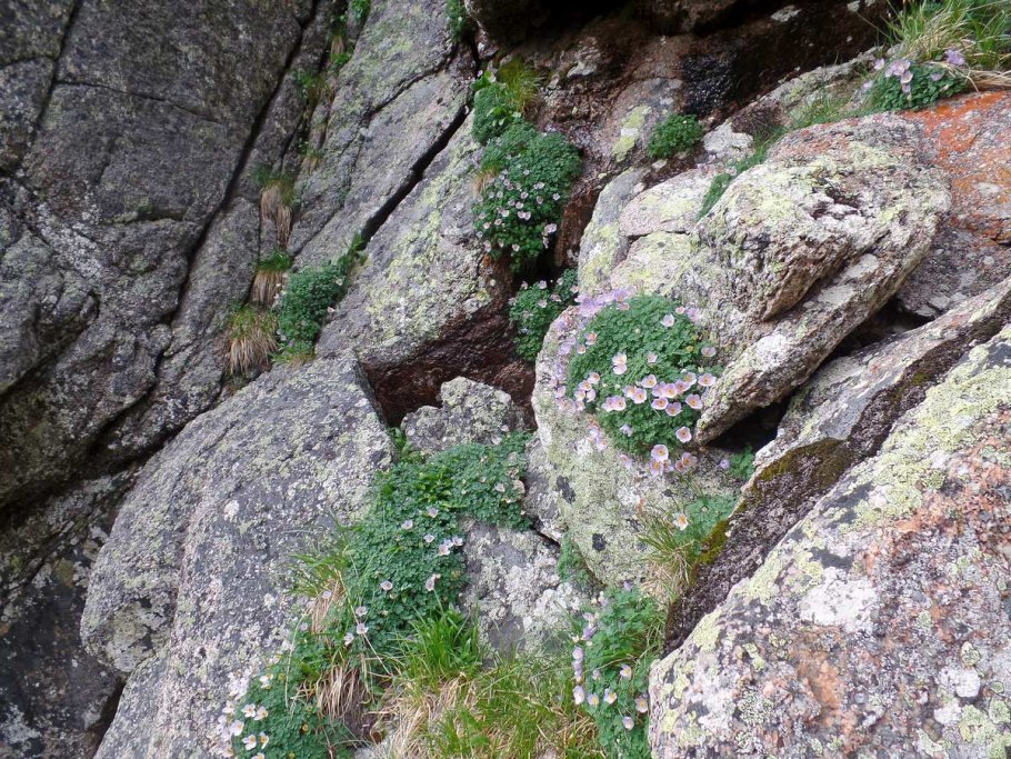 Кавказский биосферный заповедник растения