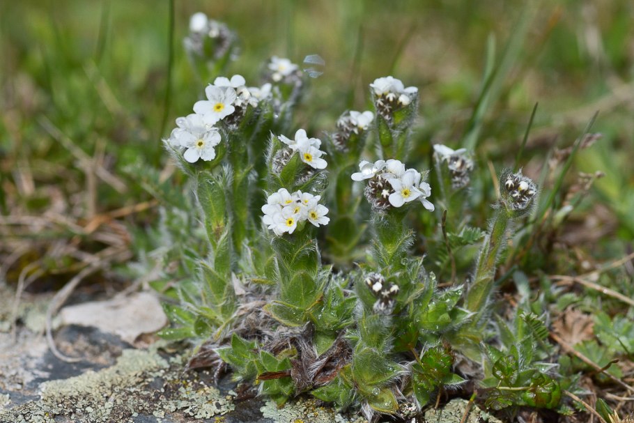 Гималайский голубой Мак