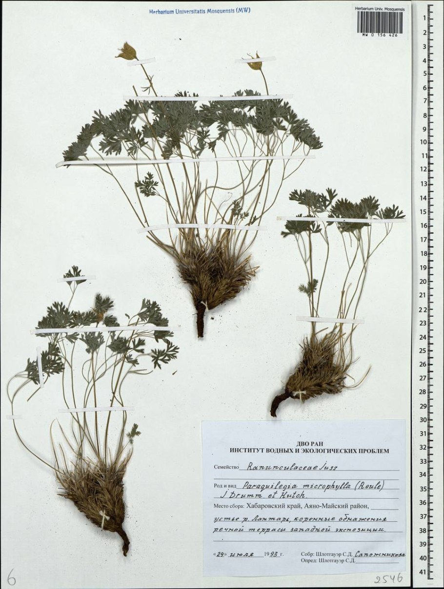 Кореопсис Сильмарилл