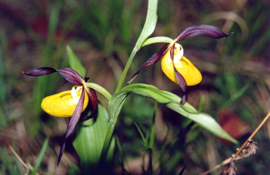 PV контроллер заряда ls1024rp