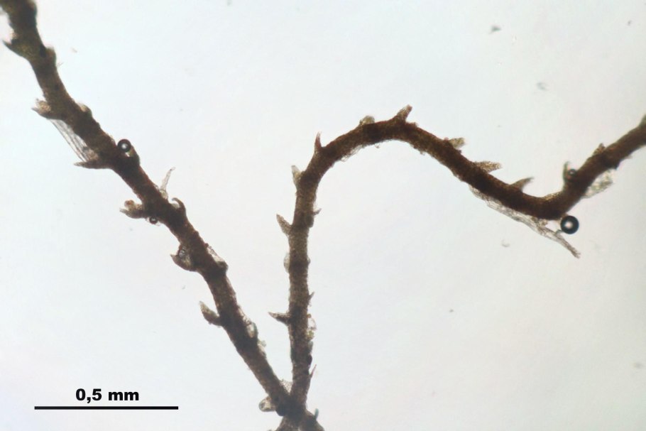 Септик фильтратор Титан 400