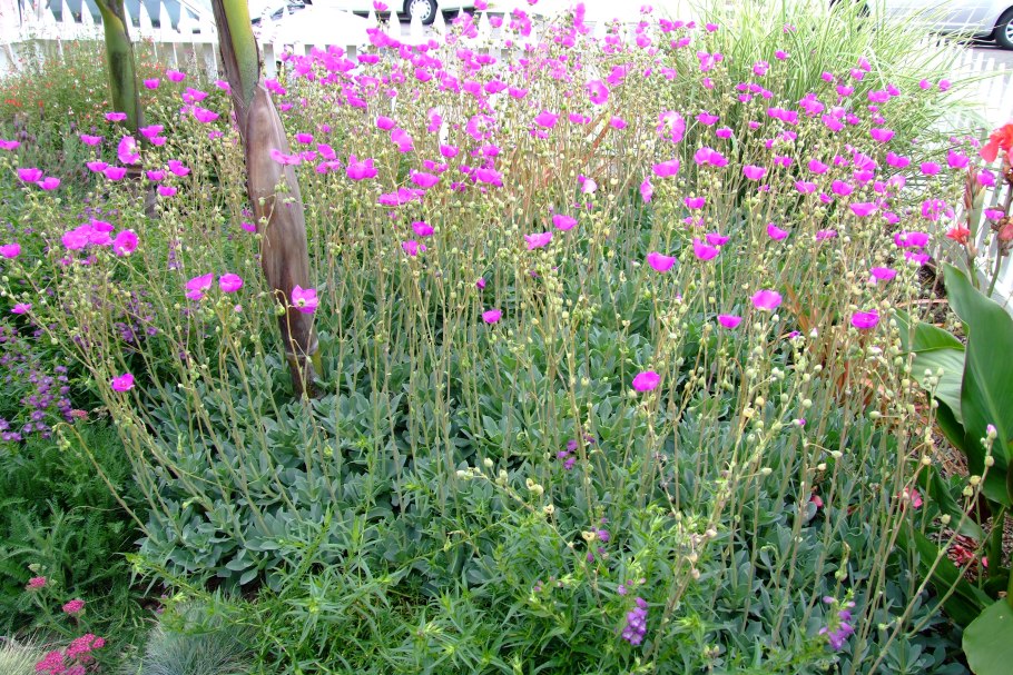 Карбюратор leader pz19jb