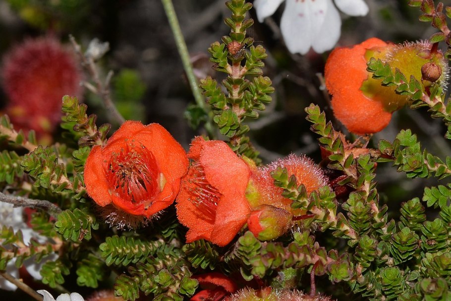 Лютиковые жизненные формы