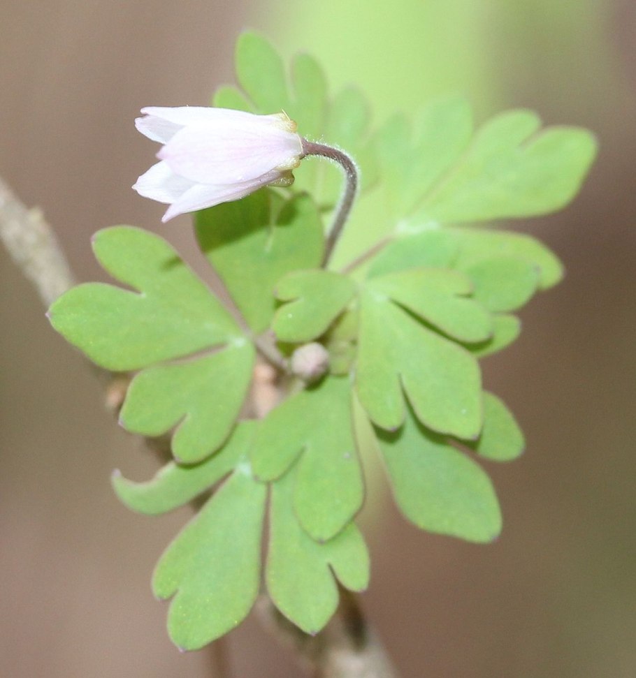 Вероника горечавка вариегатная