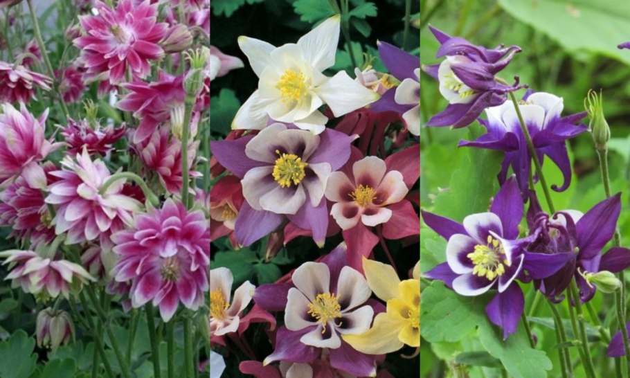 Аквилегия Скиннера — Aquilegia skinneri