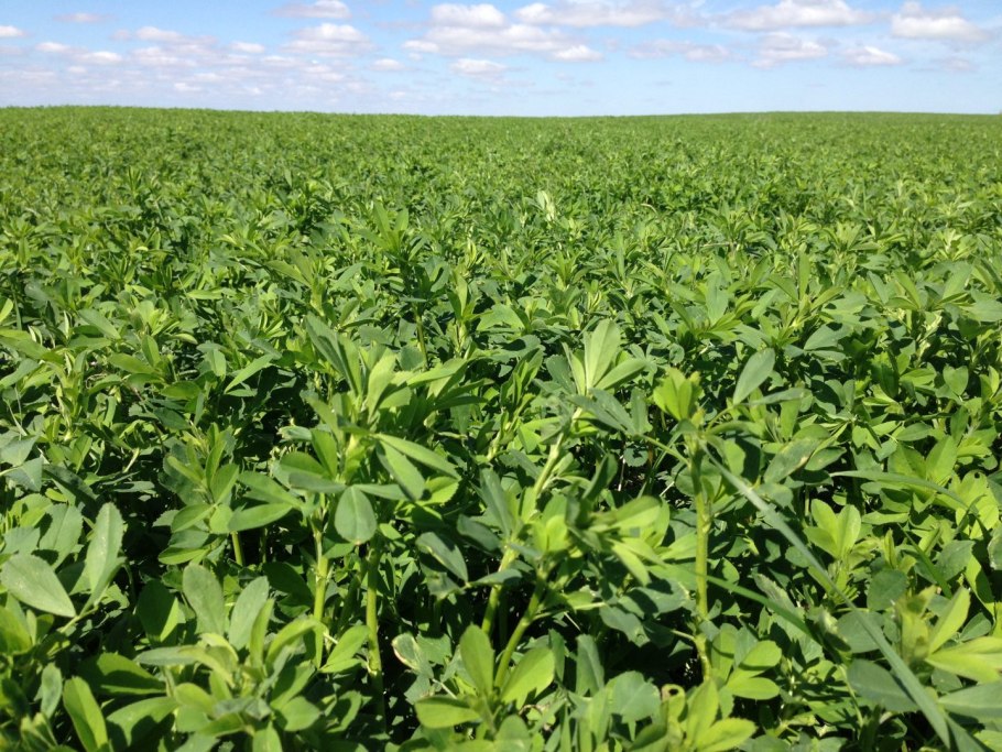 Кормовые культуры растений для скота