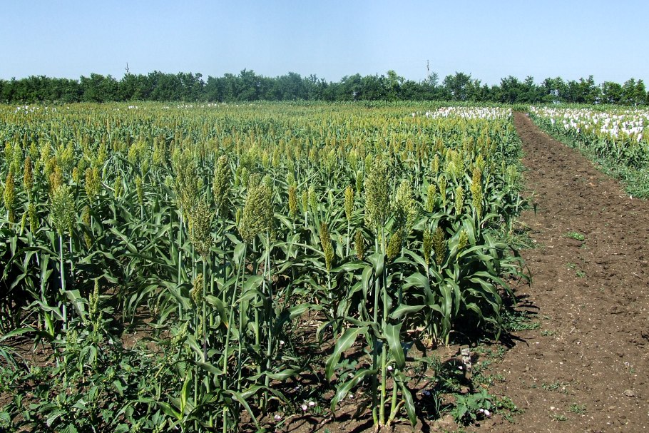 Кукурузное сорго