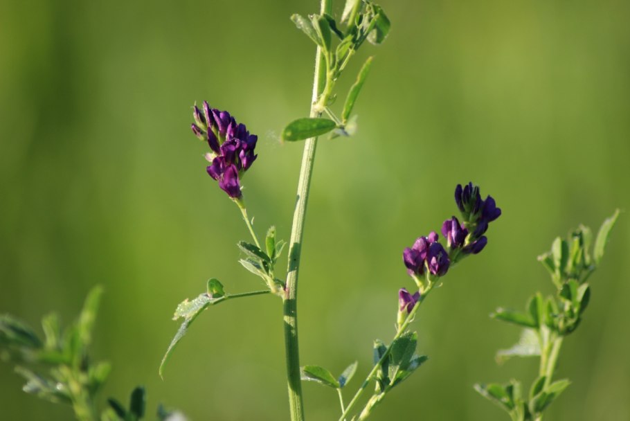 Люцерна посевная Medicago Sativa