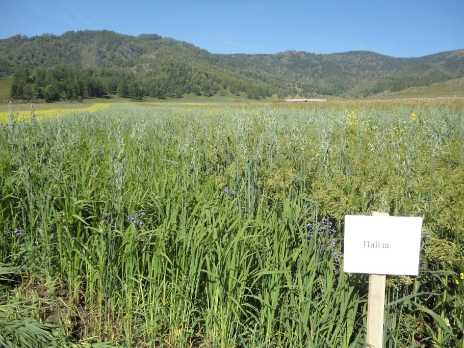 Кормовые культурные растения