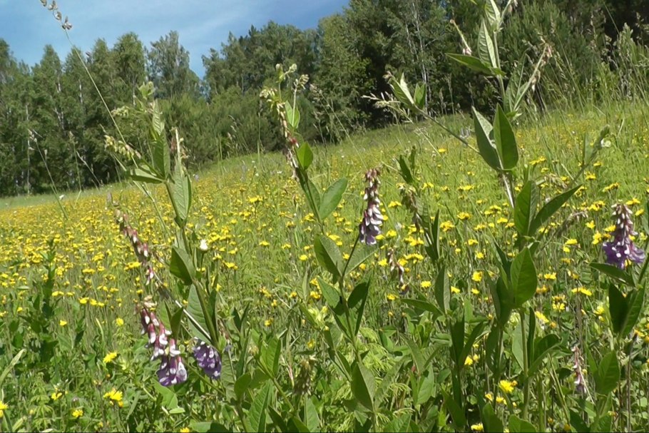 Злаково-разнотравные Луга