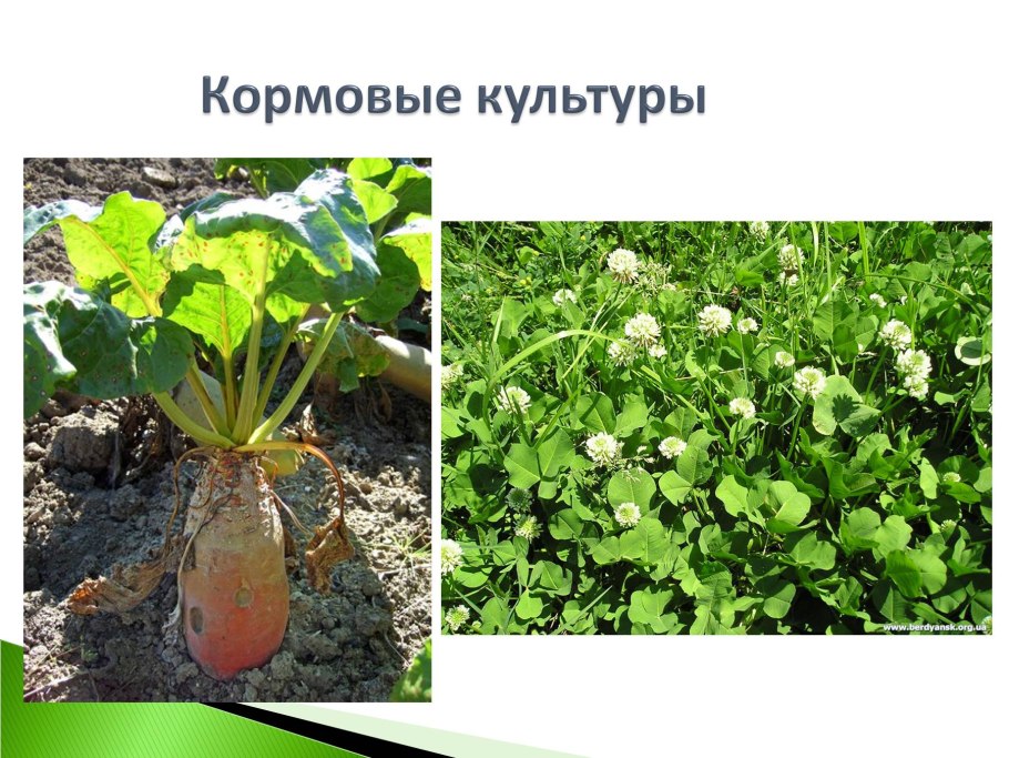 10 Кормовых растений