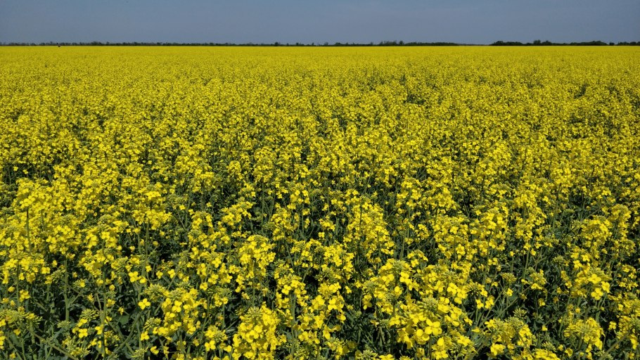 Клевер бобовое растение