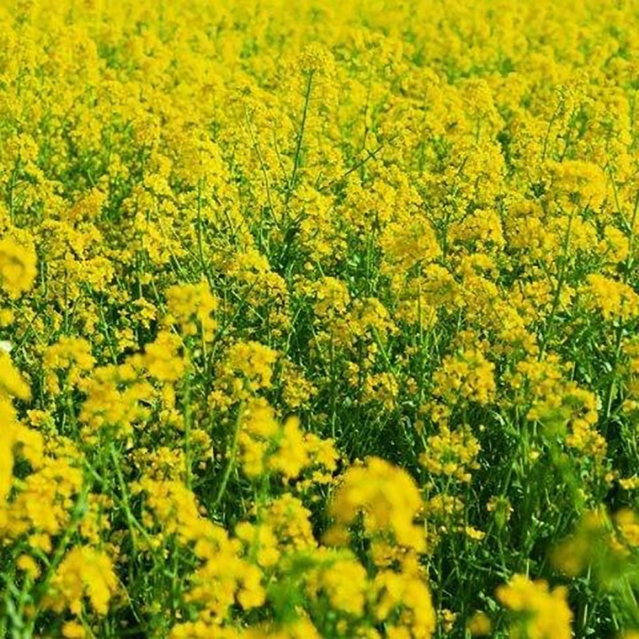 Сорго Галия