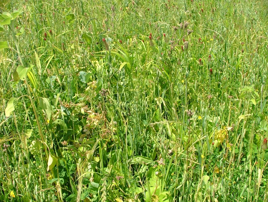 Трава кормовая костёр безостый