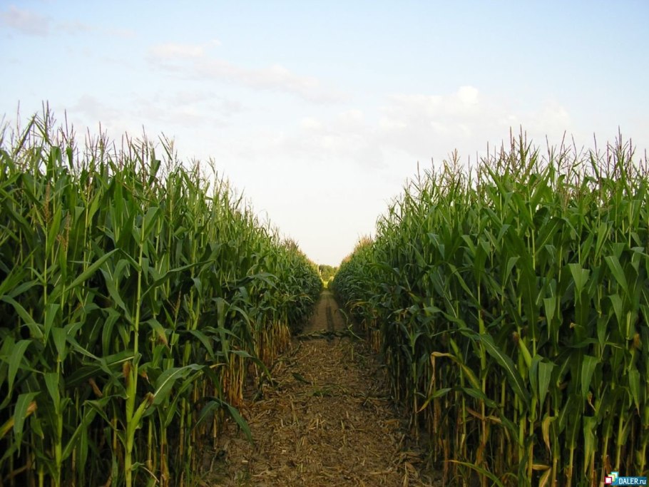 Силосный сорт кукурузы