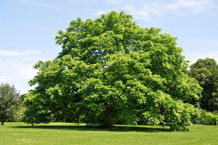 Вяз малый (Ulmus Minor)