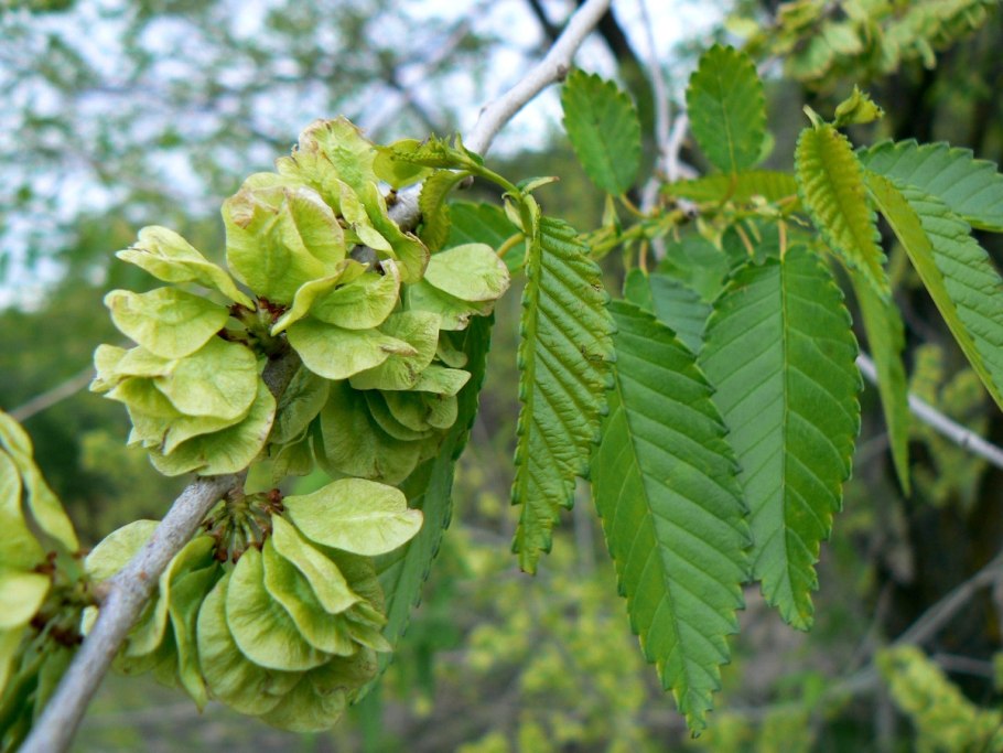 Ulmus japonica