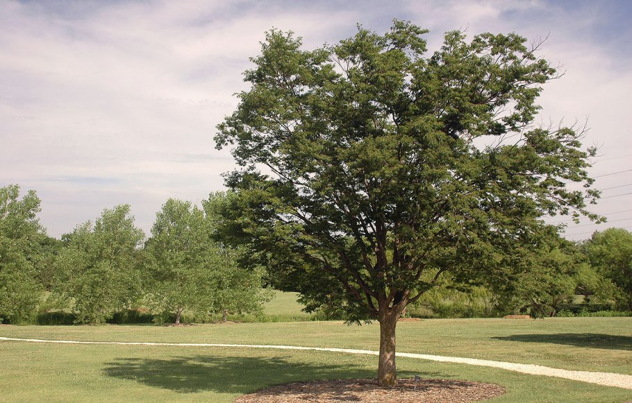 Вяз обыкновенный Ulmus laevis