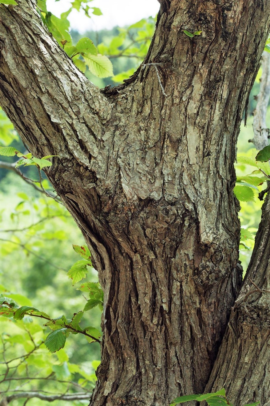 Дзельква японская