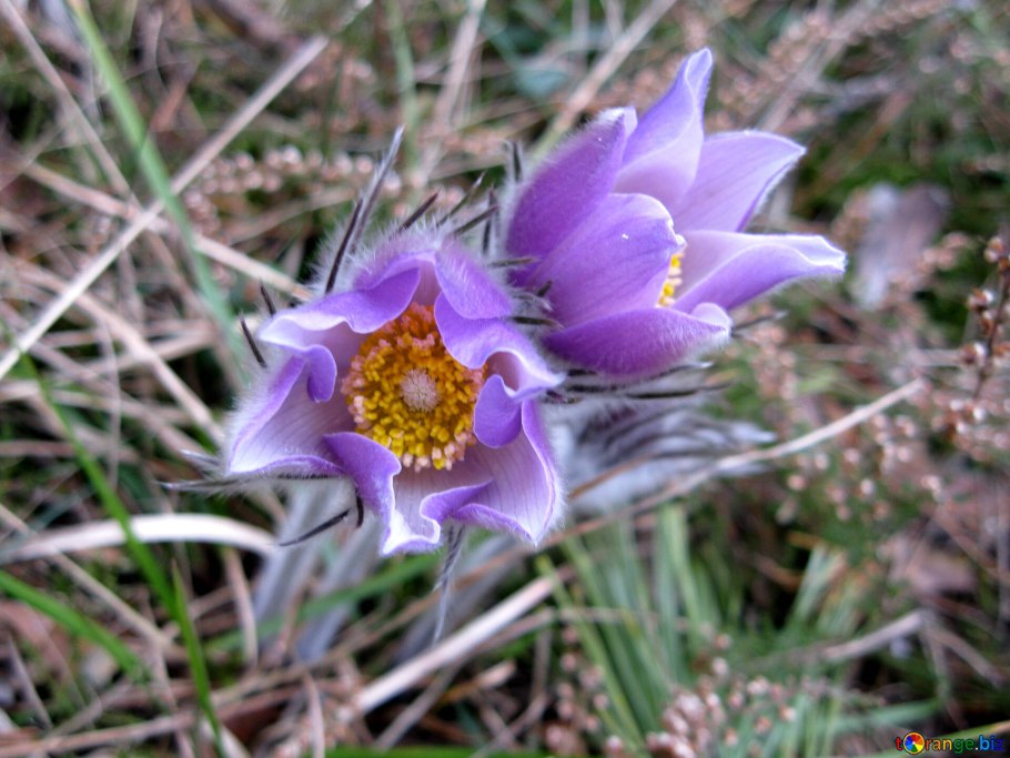 Прострел Сахалинский