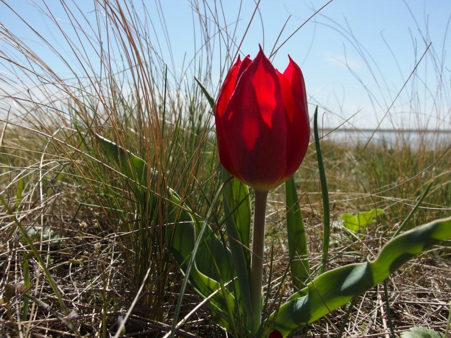 Степной тюльпан Лазорик