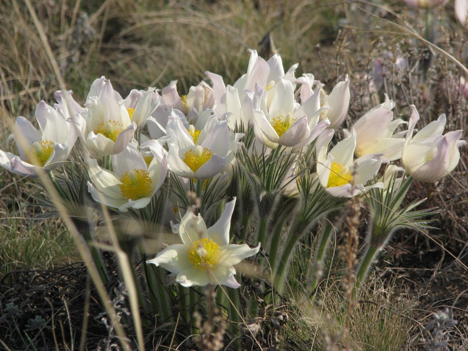 Байчечекей гулу