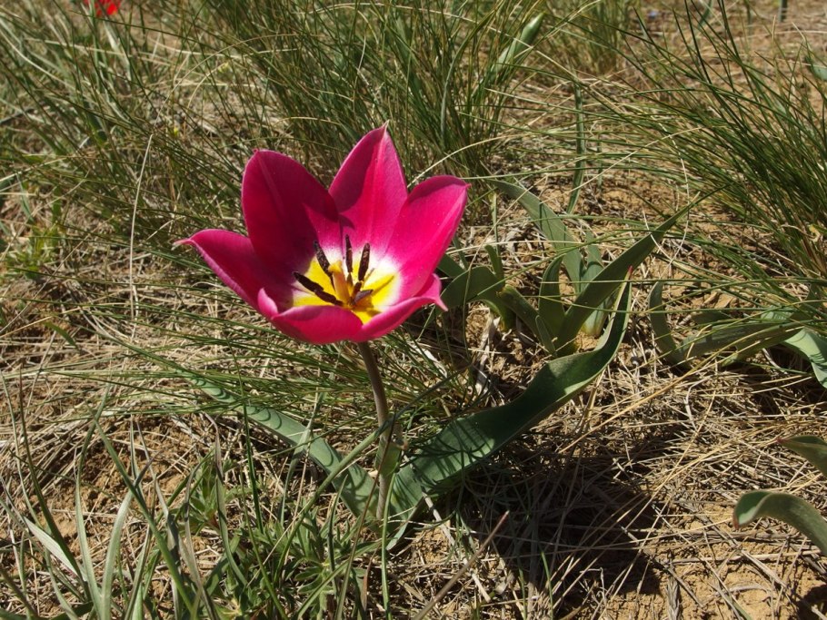 Tulipa Alberti