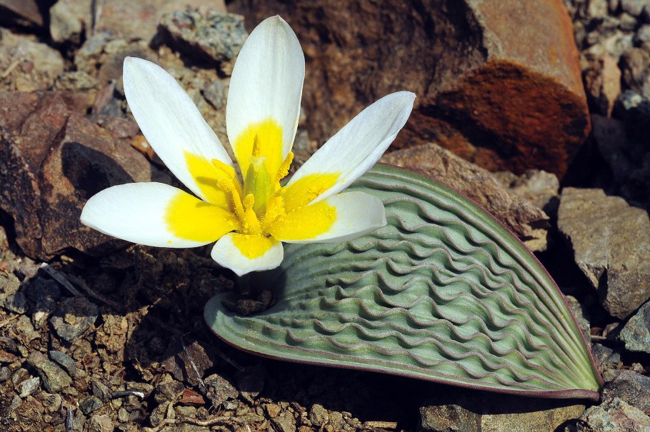 Тюльпан Геснера (Tulipa gesneriana).