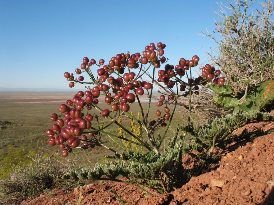 Тюльпан Грейга Альберта