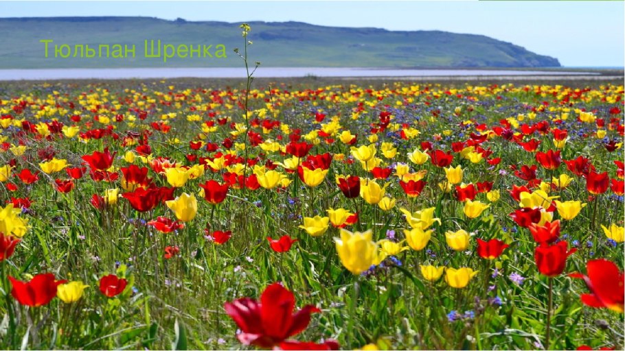Тюльпаны Шренка Баскунчак