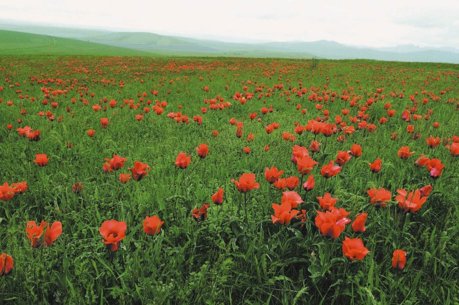 Флора и фауна Казахстана