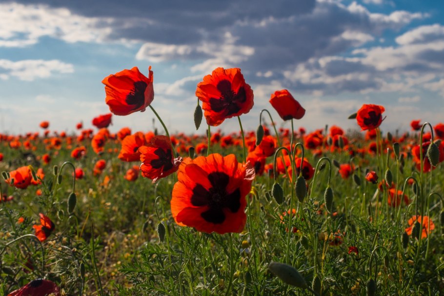 Финайкинская Тюльпанная степь