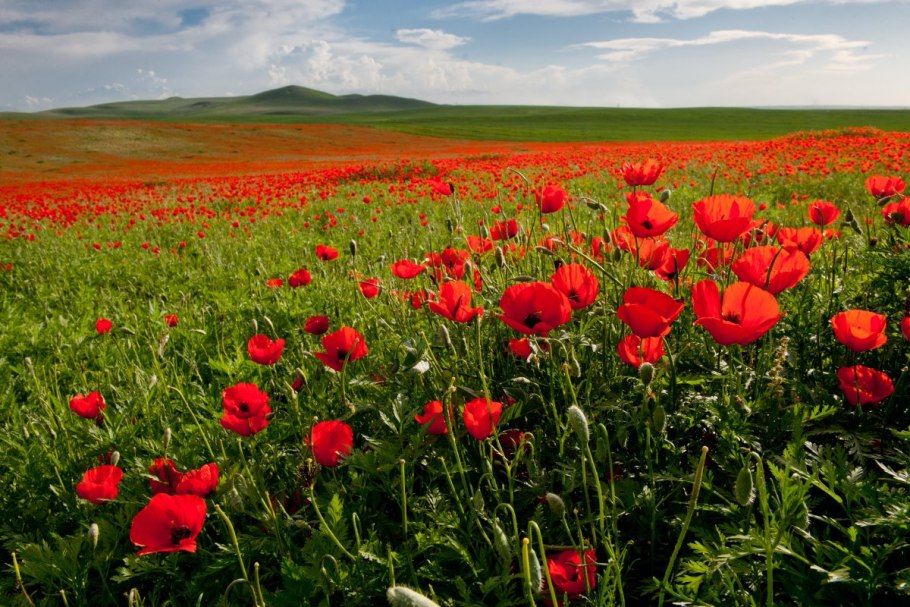 Подснежники Байконура