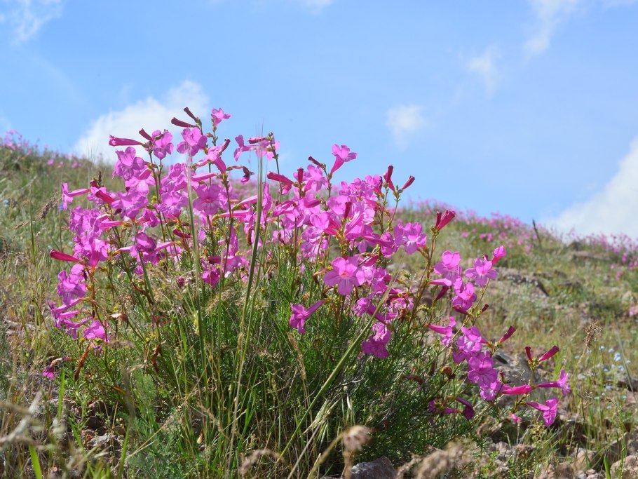 Маки в степи Казахстана